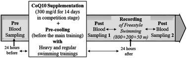 Graphical abstract: Effect of oral CoQ10 supplementation along with precooling strategy on cellular response to oxidative stress in elite swimmers