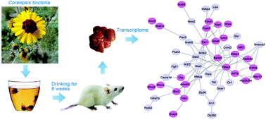 Graphical abstract: Transcriptome analysis reveals the mechanism of the effect of flower tea Coreopsis tinctoria on hepatic insulin resistance