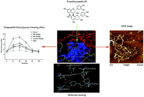 Graphical abstract: Proanthocyanidin B2 attenuates postprandial blood glucose and its inhibitory effect on alpha-glucosidase: analysis by kinetics, fluorescence spectroscopy, atomic force microscopy and molecular docking