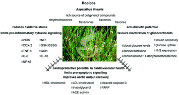 Graphical abstract: Aspalathus linearis (Rooibos) – a functional food targeting cardiovascular disease