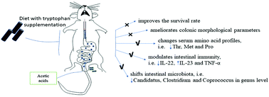 Graphical abstract: Effects of dietary tryptophan supplementation in the acetic acid-induced colitis mouse model