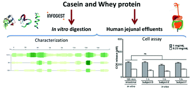 Graphical abstract: Stimulation of CCK and GLP-1 secretion and expression in STC-1 cells by human jejunal contents and in vitro gastrointestinal digests from casein and whey proteins