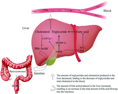 Graphical abstract: Effect of Grifola frondosa 95% ethanol extract on lipid metabolism and gut microbiota composition in high-fat diet-fed rats