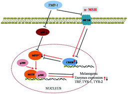 Graphical abstract: Effect of polysaccharide FMP-1 from Morchella esculenta on melanogenesis in B16F10 cells and zebrafish