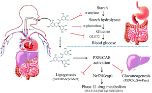 Graphical abstract: (−)-Epigallocatechin-3-gallate (EGCG) inhibits starch digestion and improves glucose homeostasis through direct or indirect activation of PXR/CAR-mediated phase II metabolism in diabetic mice