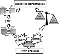 Graphical abstract: Cardioprotection and natural polyphenols: an update of clinical and experimental studies