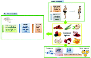 Graphical abstract: Molecular mechanisms of the anti-obesity effect of bioactive ingredients in common spices: a review