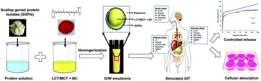 Graphical abstract: Bioaccessibility and cellular uptake of β-carotene in emulsion-based delivery systems using scallop (Patinopecten yessoensis) gonad protein isolates: effects of carrier oil