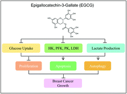 Graphical abstract: Suppressing glucose metabolism with epigallocatechin-3-gallate (EGCG) reduces breast cancer cell growth in preclinical models