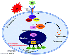 Graphical abstract: Isofraxidin targets the TLR4/MD-2 axis to prevent osteoarthritis development