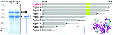 Graphical abstract: Characterization of pepsin from rabbit gastric extract, its action on β-casein and the effects of lipids on proteolysis