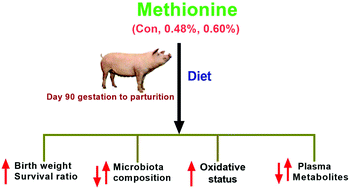Graphical abstract: Effects of different levels of methionine on sow health and plasma metabolomics during late gestation
