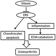 Graphical abstract: Vitexin alleviates ER-stress-activated apoptosis and the related inflammation in chondrocytes and inhibits the degeneration of cartilage in rats