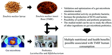 Graphical abstract: Potential prebiotic activity of Tenebrio molitor insect flour using an optimized in vitro gut microbiota model