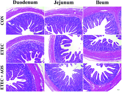 Graphical abstract: Alginate oligosaccharide alleviates enterotoxigenic Escherichia coli-induced intestinal mucosal disruption in weaned pigs