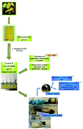 Graphical abstract: Cactus pear (Opuntia ficus-indica) juice fermented with autochthonous Lactobacillus plantarum S-811