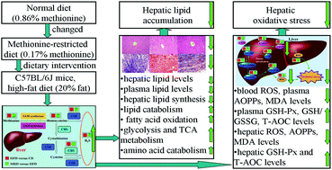 Graphical abstract: Dietary methionine restriction reduces hepatic steatosis and oxidative stress in high-fat-fed mice by promoting H2S production