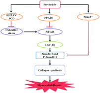 Graphical abstract: Stevioside attenuates isoproterenol-induced mouse myocardial fibrosis through inhibition of the myocardial NF-κB/TGF-β1/Smad signaling pathway