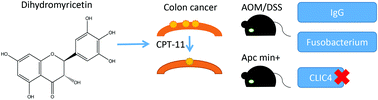 Graphical abstract: Synergy between dihydromyricetin intervention and irinotecan chemotherapy delays the progression of colon cancer in mouse models