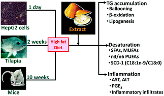 Graphical abstract: Hepatoprotective mechanism of freshwater clam extract alleviates non-alcoholic fatty liver disease: elucidated in vitro and in vivo models