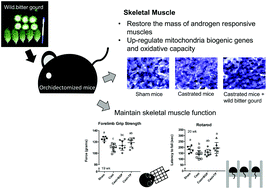 Graphical abstract: Dietary wild bitter gourd displays selective androgen receptor modulator like activity and improves the muscle decline of orchidectomized mice