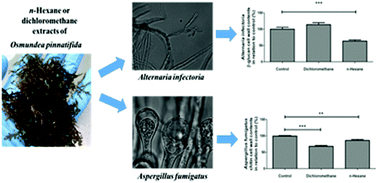 Graphical abstract: The antifungal activity of extracts of Osmundea pinnatifida, an edible seaweed, indicates its usage as a safe environmental fungicide or as a food additive preventing post-harvest fungal food contamination