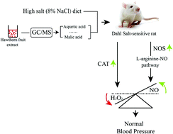 Graphical abstract: The protective role of hawthorn fruit extract against high salt-induced hypertension in Dahl salt-sensitive rats: impact on oxidative stress and metabolic patterns
