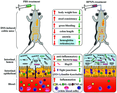 Graphical abstract: Protective effect of biogenic polyphosphate nanoparticles from Synechococcus sp. PCC 7002 on dextran sodium sulphate-induced colitis in mice