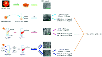 Graphical abstract: Simultaneous extraction and enrichment of polyphenol and lutein from marigold (Tagetes erecta L.) flower by an enzyme-assisted ethanol/ammonium sulfate system