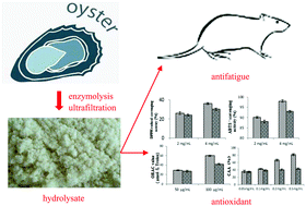Graphical abstract: Anti-fatigue and anti-oxidant activities of oyster (Ostrea rivularis) hydrolysate prepared by compound protease