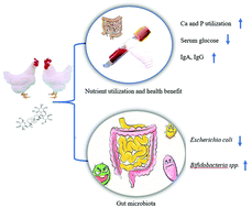 Graphical abstract: Effect of dietary stevioside supplementation on growth performance, nutrient digestibility, serum parameters, and intestinal microflora in broilers