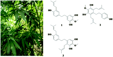 Graphical abstract: Stilbenoids and cannabinoids from the leaves of Cannabis sativa f. sativa with potential reverse cholesterol transport activity