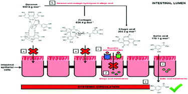 Graphical abstract: Permeability of the ellagitannin geraniin and its metabolites in a human colon adenocarcinoma Caco-2 cell culture model