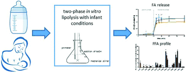 Graphical abstract: Free fatty acid release from vegetable and bovine milk fat-based infant formulas and human milk during two-phase in vitro digestion