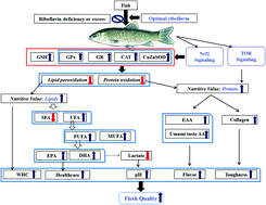 Graphical abstract: Impact and consequences of dietary riboflavin deficiency treatment on flesh quality loss in on-growing grass carp (Ctenopharyngodon idella)