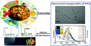 Graphical abstract: Fluorescent nanoparticles in the popular pizza: properties, biodistribution and cytotoxicity