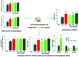 Graphical abstract: Maltol, a food flavor enhancer, attenuates diabetic peripheral neuropathy in streptozotocin-induced diabetic rats