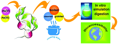 Graphical abstract: Estimation of arsenic bioaccessibility in raw and cooked radish using simulated in vitro digestion