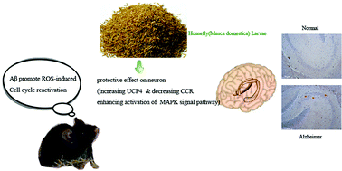 Graphical abstract: Housefly (Musca domestica) larvae powder, preventing oxidative stress injury via regulation of UCP4 and CyclinD1 and modulation of JNK and P38 signaling in APP/PS1 mice