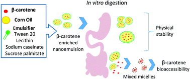 Graphical abstract: Impact of emulsifier nature and concentration on the stability of β-carotene enriched nanoemulsions during in vitro digestion