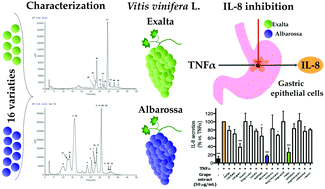 Graphical abstract: Phenolic profiles and anti-inflammatory activities of sixteen table grape (Vitis vinifera L.) varieties