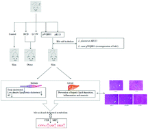 Graphical abstract: Cholesterol-lowering potentials of Lactobacillus strain overexpression of bile salt hydrolase on high cholesterol diet-induced hypercholesterolemic mice