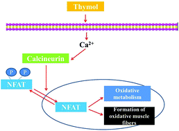 Graphical abstract: Ca2+-Calcineurin-NFAT pathway mediates the effect of thymol on oxidative metabolism and fiber-type switch in skeletal muscle