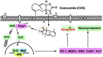 Graphical abstract: Activation of Nrf2 by costunolide provides neuroprotective effect in PC12 cells