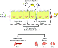 Graphical abstract: Food-borne patulin toxicity is related to gut barrier disruption and can be prevented by docosahexaenoic acid and probiotic supplementation