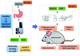Graphical abstract: Stability towards the gastrointestinal simulated digestion and bioactivity of PAYCS and its digestive product PAY with cognitive improving properties