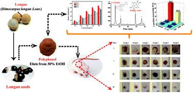 Graphical abstract: Protective effects of polyphenolic extracts from longan seeds promote healing of deep second-degree burn in mice
