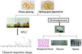 Graphical abstract: Comparative analysis of active ingredients and effects of the combination of Panax ginseng and Ophiopogon japonicus at different proportions on chemotherapy-induced myelosuppression mouse