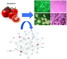 Graphical abstract: Lycopene inhibits hepatic stellate cell activation and modulates cellular lipid storage and signaling