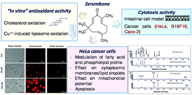 Graphical abstract: Dietary zerumbone from shampoo ginger: new insights into its antioxidant and anticancer activity